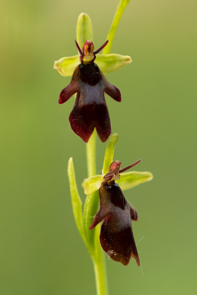 -2020-06-03_Černčí,-orchideje_05.jpg