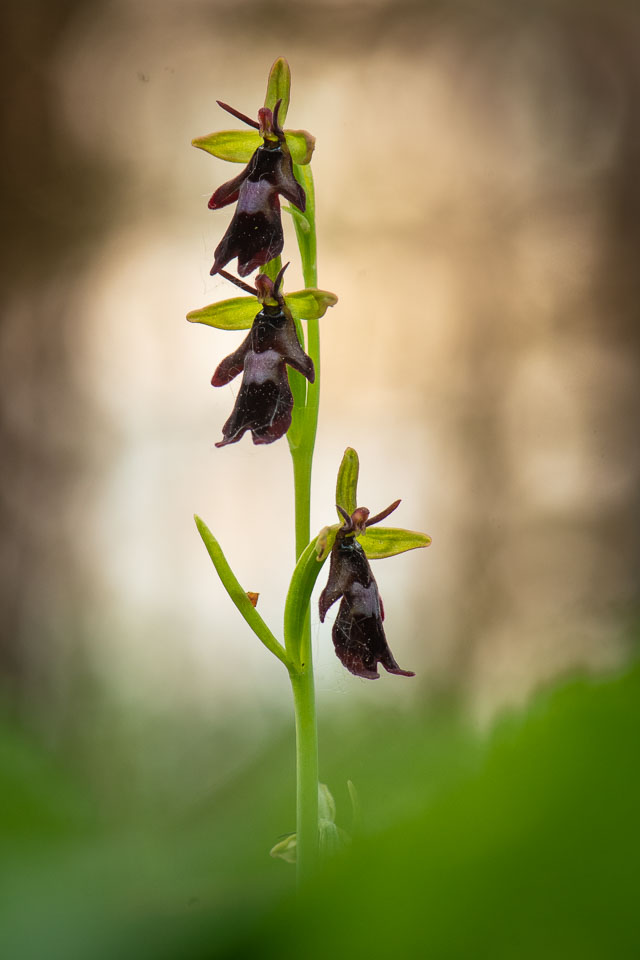 -2020-06-03_Černčí,-orchideje_40.jpg