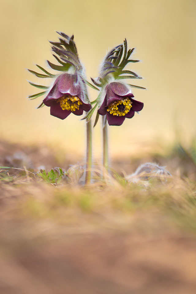2019-03-23_Cisarska-rokle,-koniklec-26.jpg