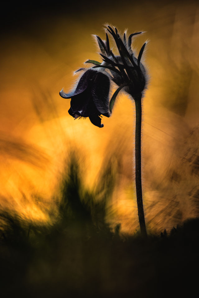 2019-03-23_Cisarska-rokle,-koniklec-29-Edit.jpg