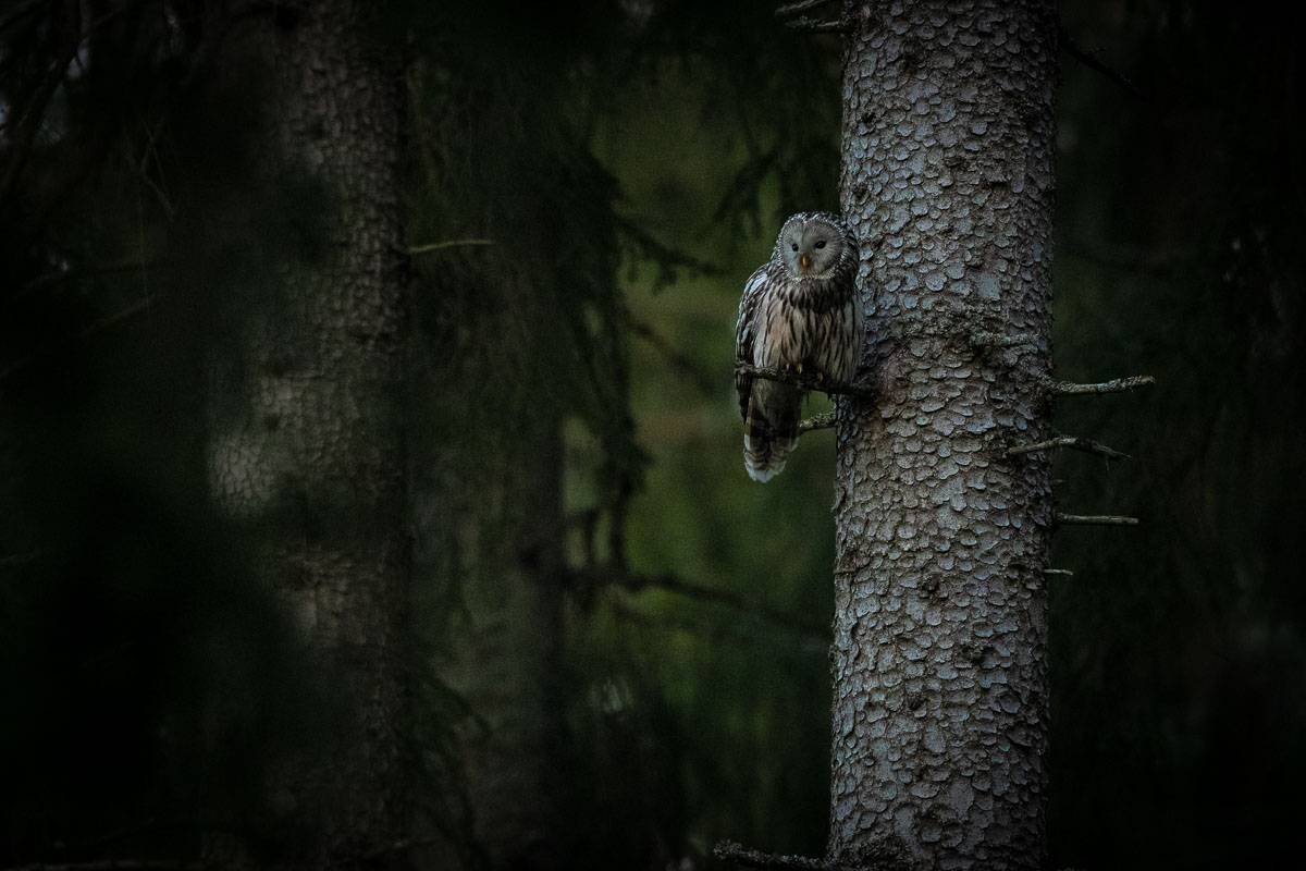 2019-05-01_Stožec,-Uralka113.jpg