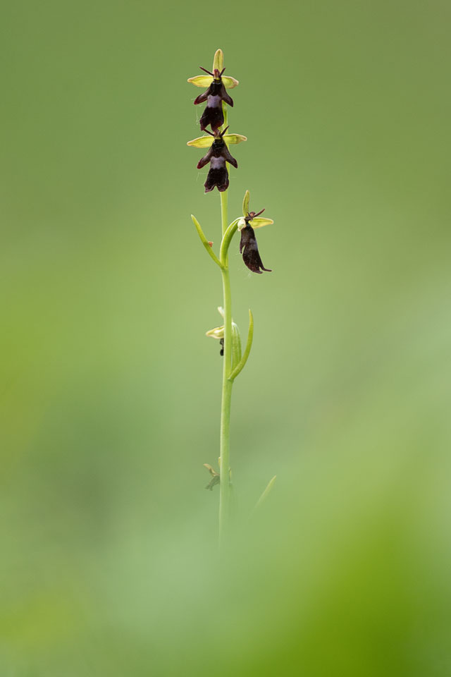 -2020-06-03_Černčí,-orchideje_26.jpg