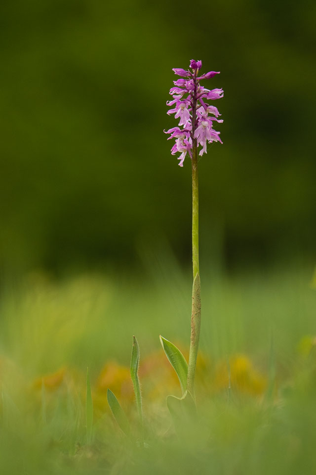 2019-05-07_Bílé-Karpaty-167.jpg