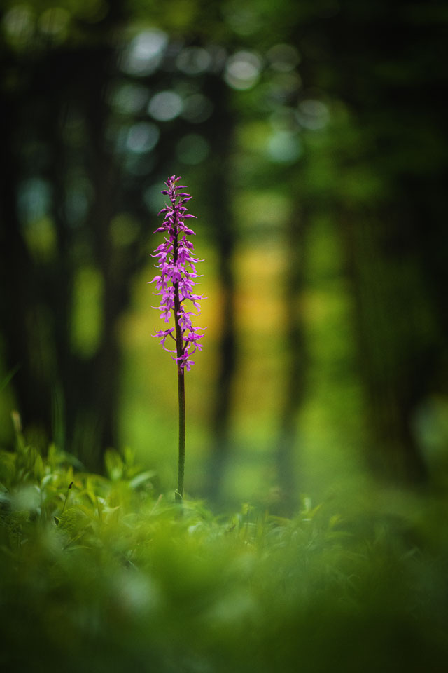 2019-05-07_Bílé-Karpaty-208-Edit.jpg