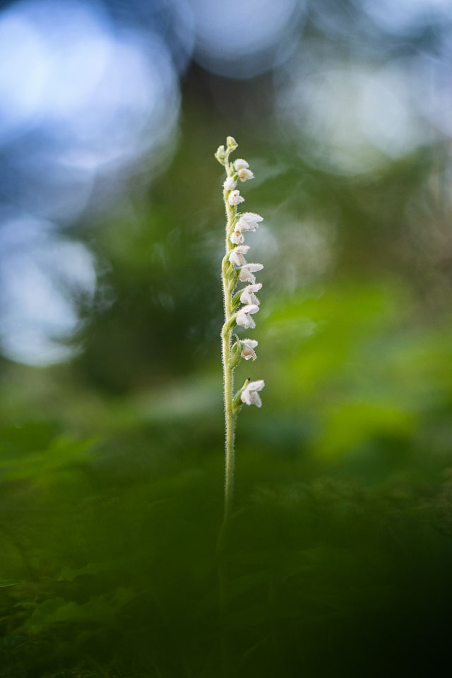 2020-07-25_Šumava,-orchideje-141.jpg