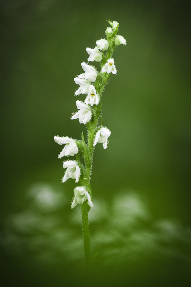 2020-07-25_Šumava,-orchideje-173-Edit.jpg