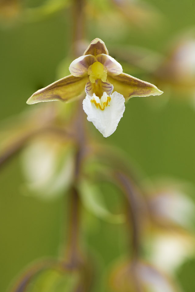 2020-07-25_Šumava,-orchideje-91-Edit.jpg