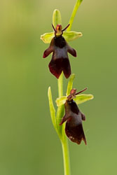 -2020-06-03_Černčí,-orchideje_08.jpg