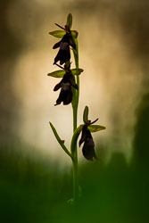 -2020-06-03_Černčí,-orchideje_34.jpg -2020-06-03_Černčí,-orchideje_34.jpg