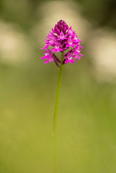 2020-06-26_Doutnáč-14.jpg 2020-06-26_Doutnáč-14.jpg