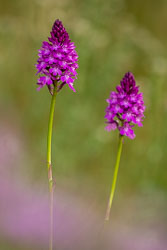 2020-06-26_Doutnáč-22.jpg 2020-06-26_Doutnáč-22.jpg