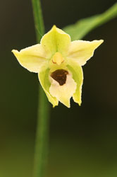 2020-07-16_Český-kras_kruštík-růžkatý-22-Edit.jpg 2020-07-16_Český-kras_kruštík-růžkatý-22-Edit.jpg