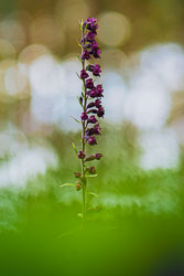 2020-07-17_Černčí,-kruštíky-16-Edit.jpg 2020-07-17_Černčí,-kruštíky-16-Edit.jpg