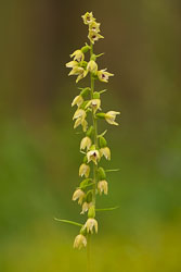 2020-07-17_Černčí,-kruštíky-26.jpg 2020-07-17_Černčí,-kruštíky-26.jpg