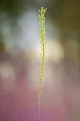 2020-07-25_Šumava,-orchideje-18-Edit.jpg 2020-07-25_Šumava,-orchideje-18-Edit.jpg