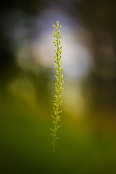 2020-07-25_Šumava,-orchideje-25-Edit.jpg 2020-07-25_Šumava,-orchideje-25-Edit.jpg