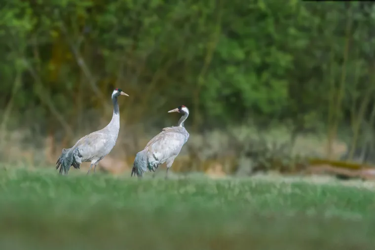 Dva jeřábi popelaví stojí na zelené louce a dívají se k sobě, v pozadí rozostřené zelené křoví a stromy.