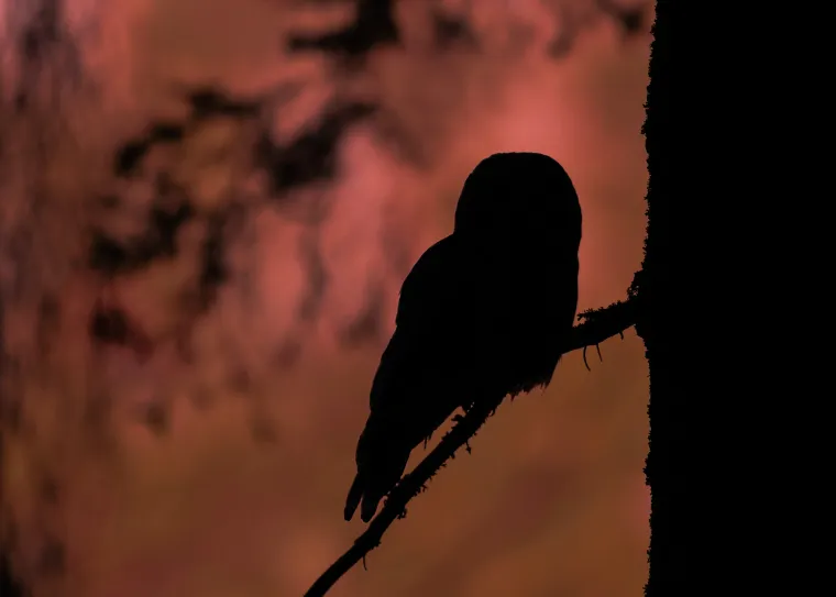 Černá silueta puštíka bělavého sedícího na tenké větvi před rozmazaným růžovohnědým nebem, na pravém okraji je tmavý kmen.