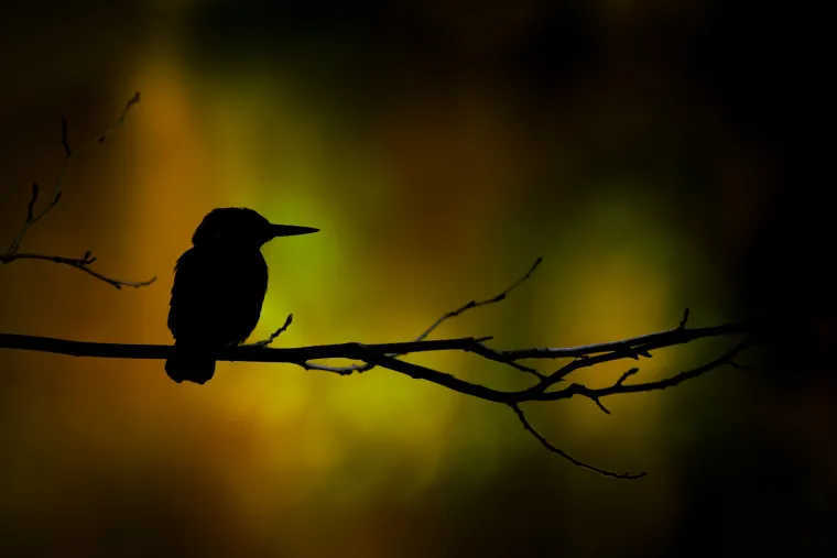 ledňáček říční, ledňáček, Alcedo atthis, Common kingfisher, pták, ptáci, vodní pták, silueta, větev, tmavé pozadí, low key, zelená, žlutá, oranžová, černá, protisvětlo, minimalismus, atmosféra, rozostřené pozadí, bokeh, divoká příroda, fotografie pří