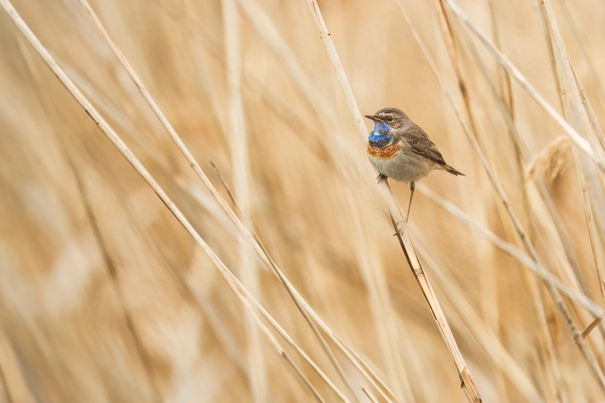 modráček tundrový, modráček, Luscinia svecica, Bluethroat, pták, ptáci, pěvec, zpěvný pták, malý pták, modré hrdlo, rákos, rákosí, rákosina, stéblo, mokřad, jaro, béžová, modrá, oranžová, měkké světlo, rozostřené pozadí, rozostřené popředí, bokeh, mi