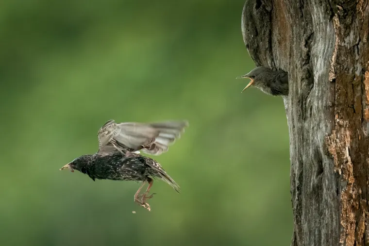 Špaček obecný letí k dutině ve kmeni stromu a v zobáku nese červa pro mládě, které vykukuje z otvoru s otevřeným zobákem, v pozadí rozostřená zelená.