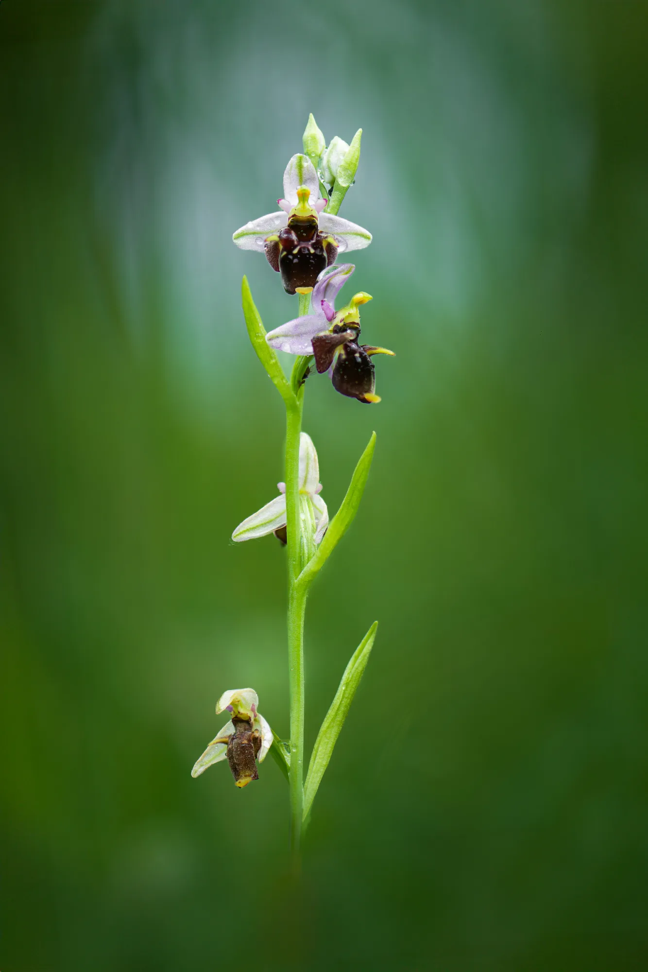 Vzpřímené květenství orchideje tořiče s několika květy s bělavě růžovými okvětními lístky a tmavě hnědým sametovým pyskem se žlutými špičkami, v pozadí rozostřená zelená.