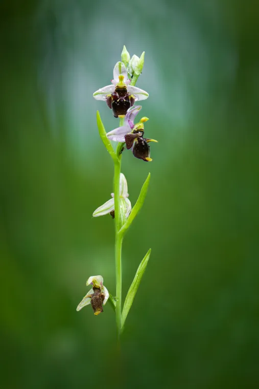 Vzpřímené květenství orchideje tořiče s několika květy s bělavě růžovými okvětními lístky a tmavě hnědým sametovým pyskem se žlutými špičkami, v pozadí rozostřená zelená.