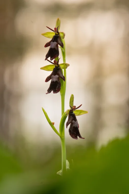 Vzpřímené květenství orchideje tořiče se třemi tmavě hnědými květy s lesklou světlou skvrnou na pyslu a úzkými zelenými okvětními lístky, v pozadí rozostřené světlé tóny.