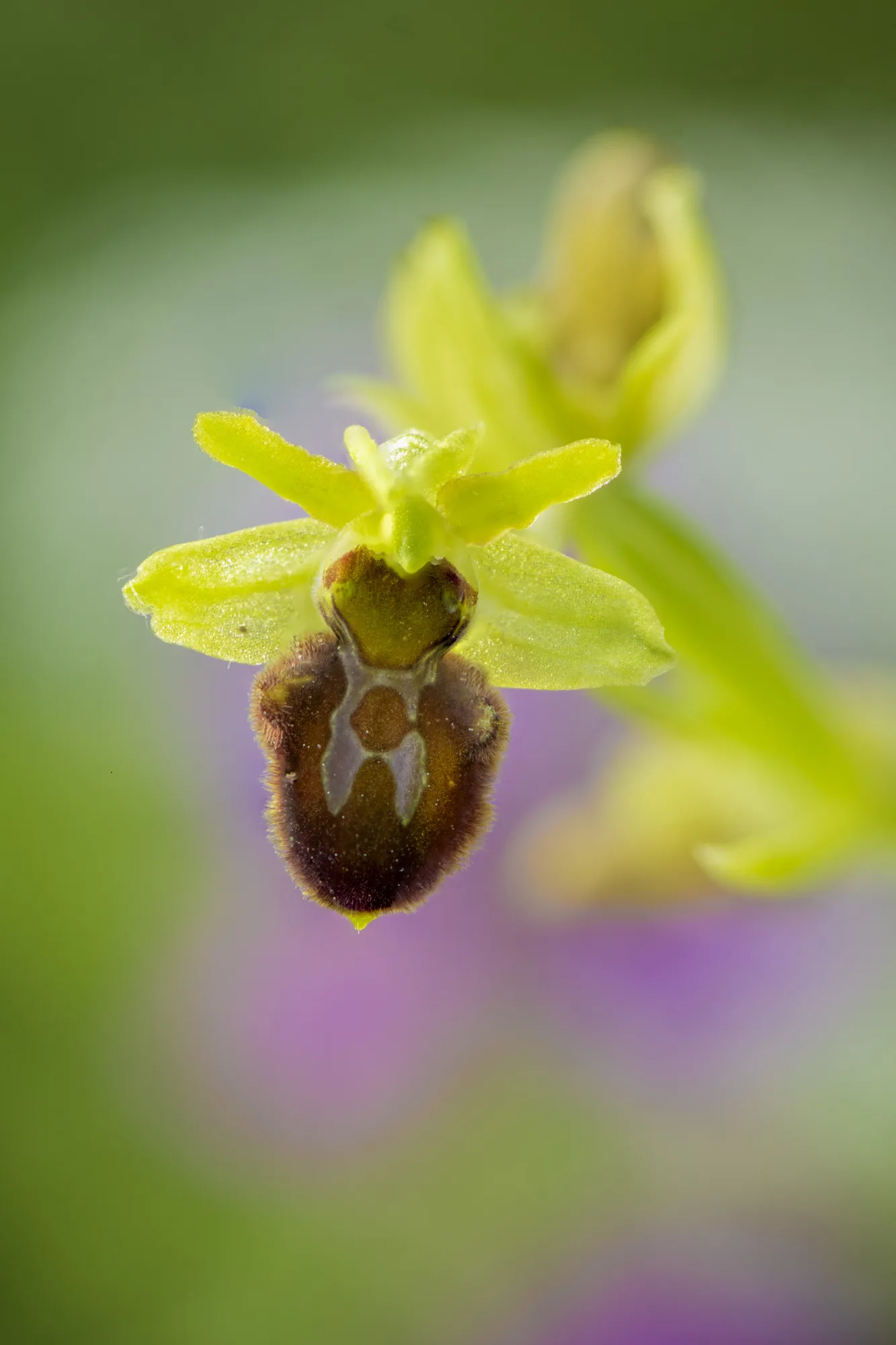 Detail květu orchideje tořiče se žlutozelenými okvětními lístky a tmavě hnědým sametovým pyskem se světlou kresbou, v pozadí rozostřené zelené a fialové tóny.