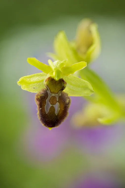 Detail květu orchideje tořiče se žlutozelenými okvětními lístky a tmavě hnědým sametovým pyskem se světlou kresbou, v pozadí rozostřené zelené a fialové tóny.