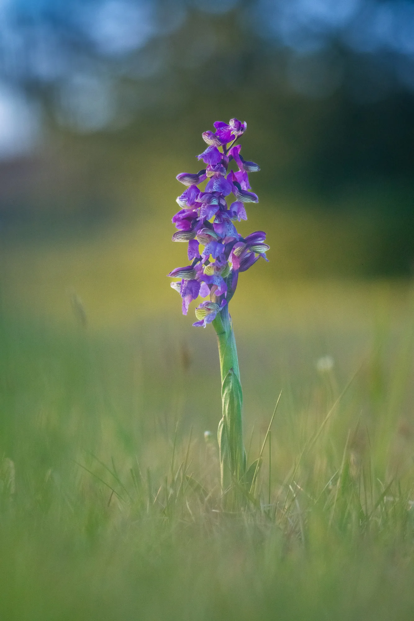 Fialové květenství orchideje vstavače kukačky na zelené stopce v trávě, v pozadí rozostřená zelenožlutá louka.
