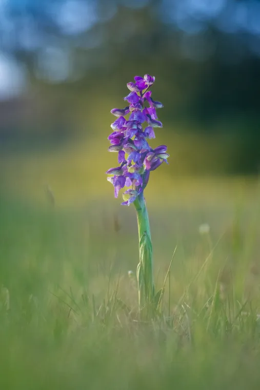 Fialové květenství orchideje vstavače kukačky na zelené stopce v trávě, v pozadí rozostřená zelenožlutá louka.