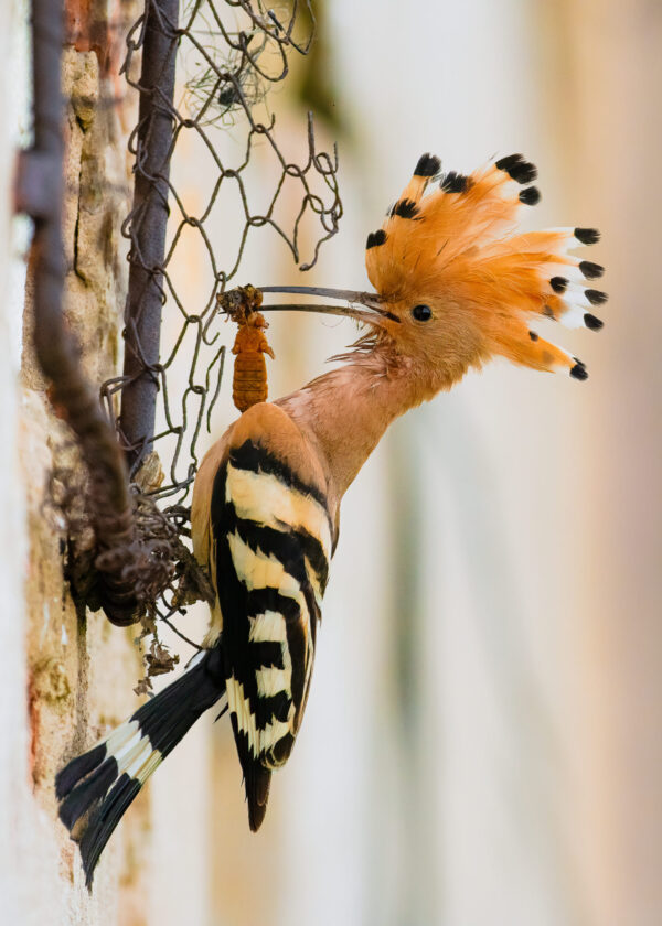 Fineart print dudka chocholatého u hnízda v lidském obydlí, detailní wildlife snímek s úlovkem, dokumentární fotografie přírody