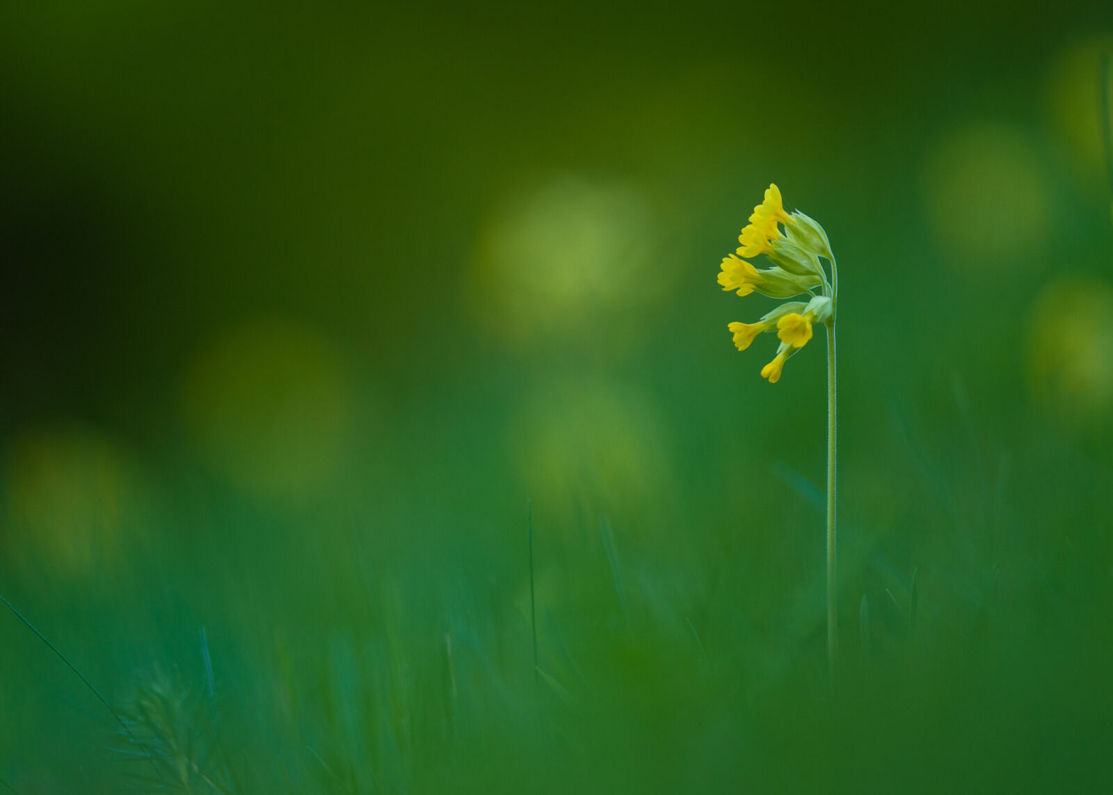 Fotoobraz na zeď: Detailní makro fotografie kvetoucí žluté prvosenky jarní (petrklíče) obklopené sytě zelenou trávou s krásně rozostřeným snovým pozadím.