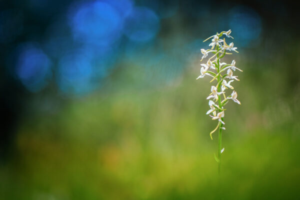 Fotoobraz vemeníku dvoulistého kvetoucího v jarní louce, detailní makro fotografie vzácné české orchideje