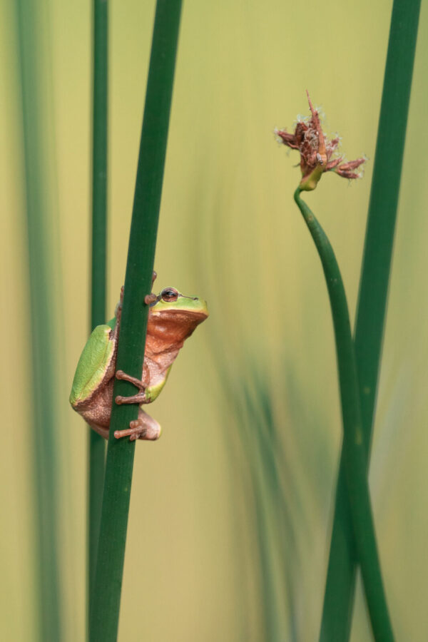 Fotoobraz na zeď: Detailní makro fotografie rosničky zelené šplhající po tenkém svislém stonku rostliny s jemně rozostřeným pozadím.