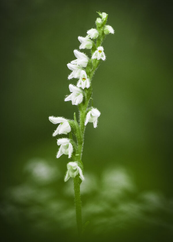 Detail žláznatě chlupatých květů vzácné lesní orchideje smrkovníku plazivého měkkém světle s hladkým bokehem - přírodovědný fotoobraz