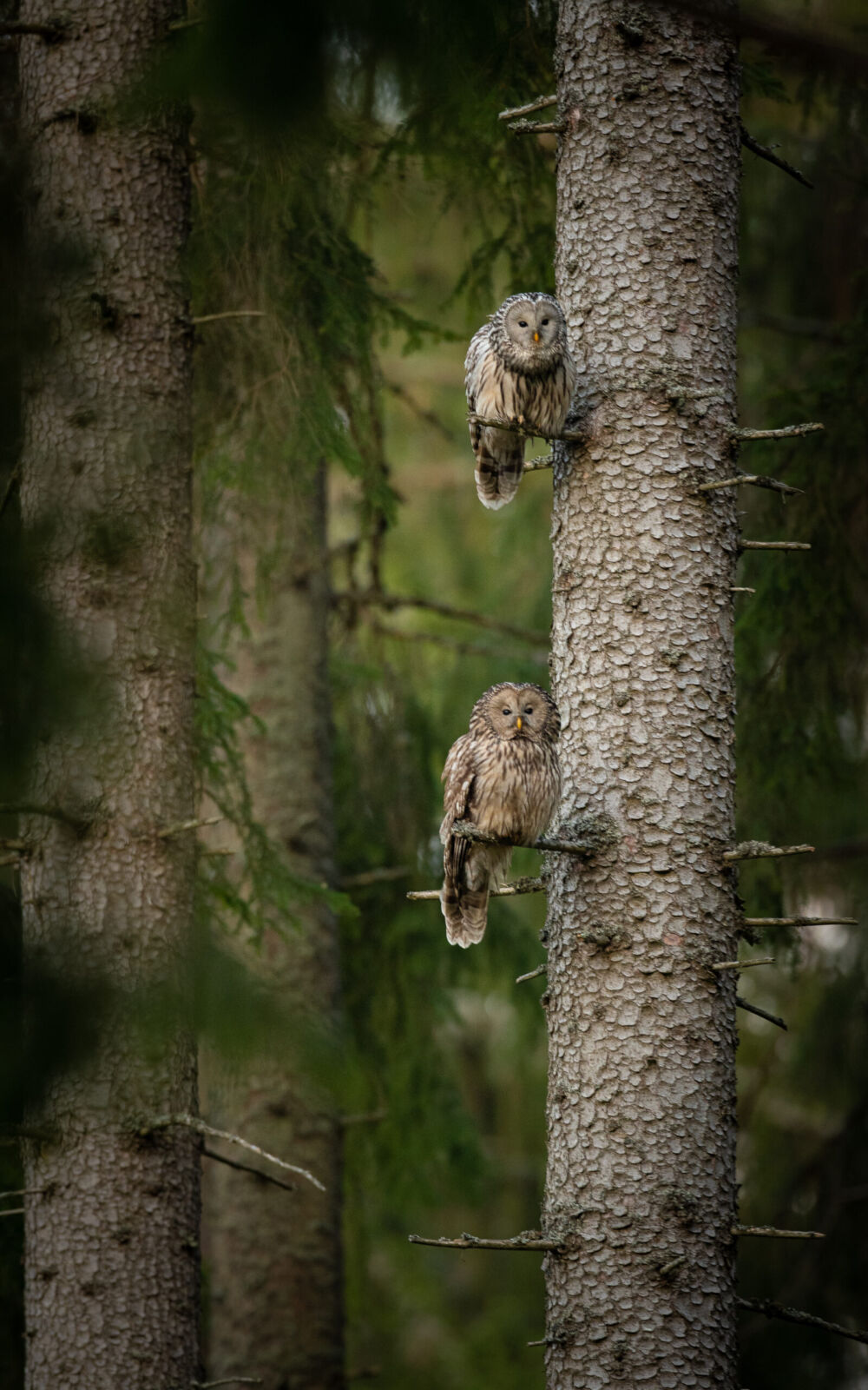 Dva puštíci bělaví (Strix uralensis) sedící na větvích vzrostlého smrku v hlubokém lese na Šumavě - přírodovědný fotoobraz