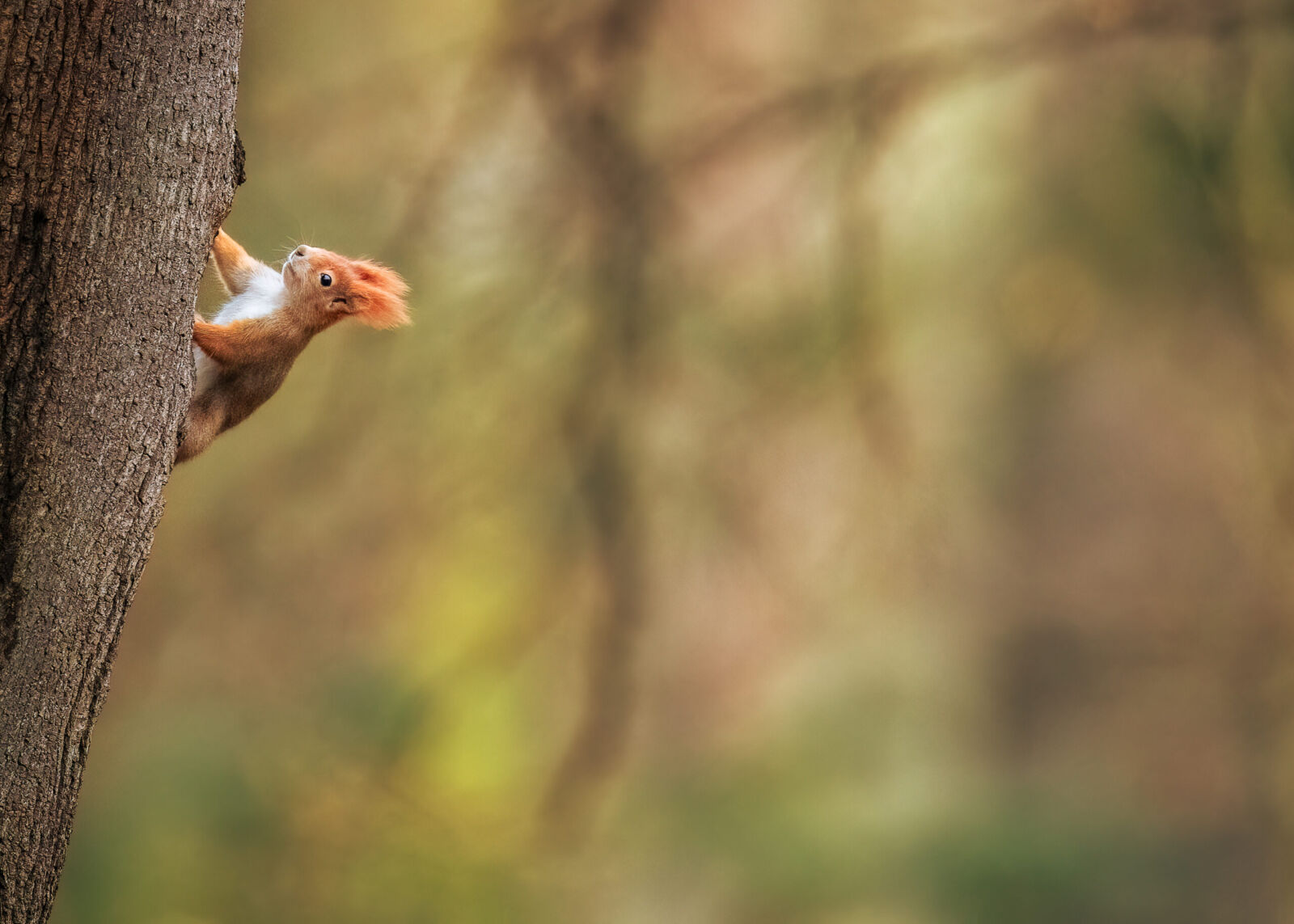 Autorský tisk veverky obecné sedící na větvi, detailní wildlife fotografie z lesa.