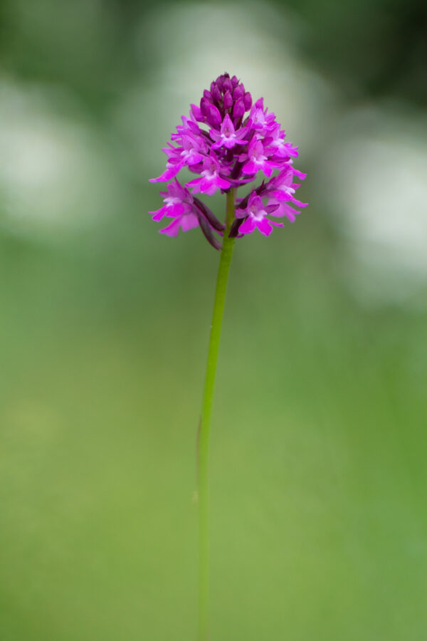 Fotografie na zeď vzáné orchideje rudohlavu jehlancovitého. Detail fialových květů na jemném pozadí.