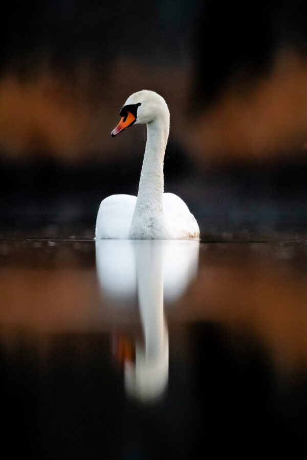 Autorský fotobraz na zeď . labuť - elegantní motiv vznešené labutě ve večerním světle s působivým odrazem ve vodě